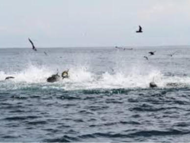 Tuna Blitz casting poppers www.nyctunacharters.com